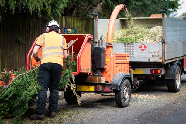 Best Local Tree Services  in USA